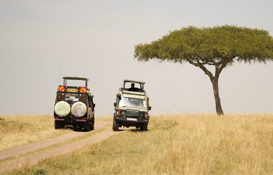 Morning in the Masai Mara