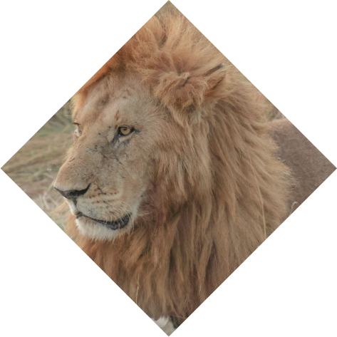 Lion 1
