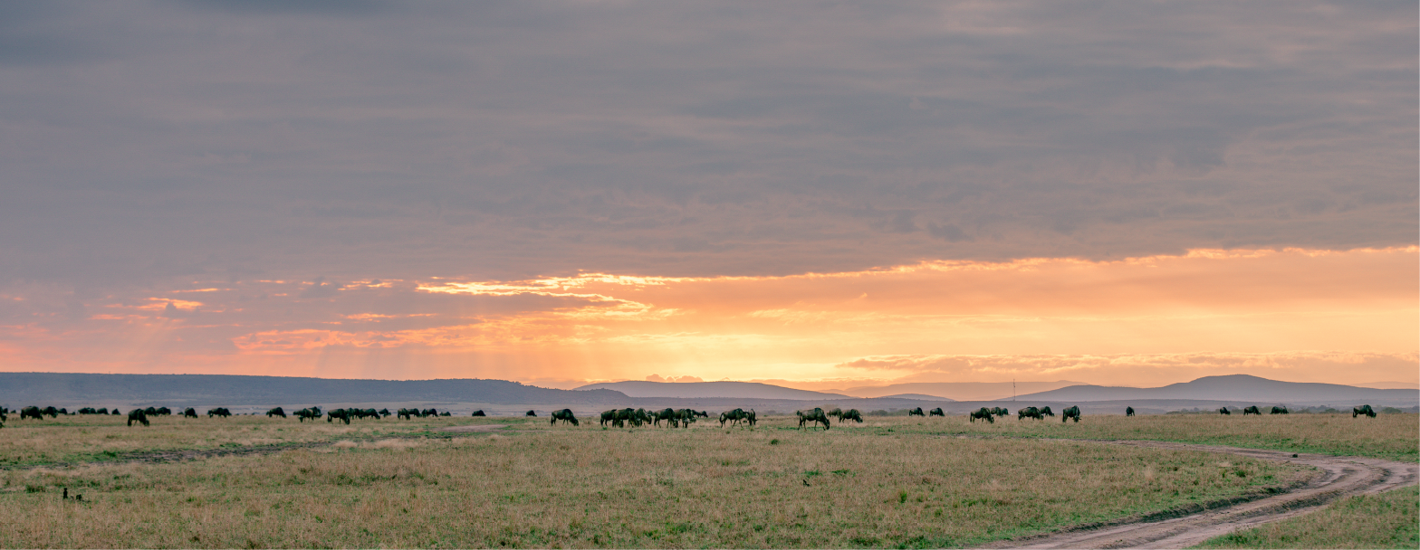 Morning in the Masai Mara