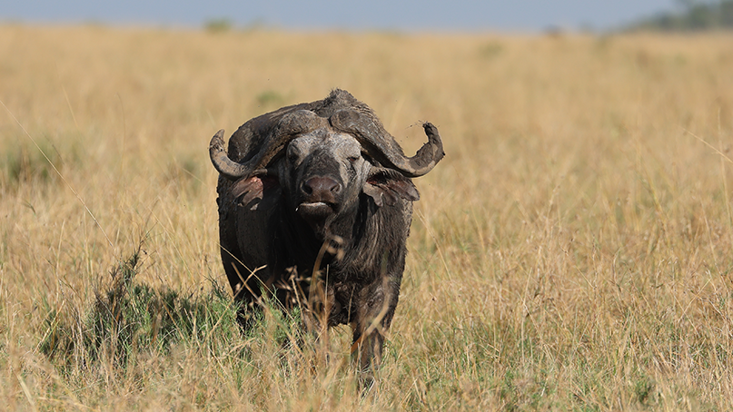 Animal Buffalo
