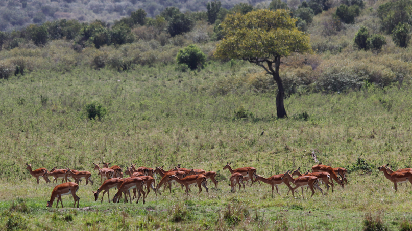 Animal Antilope
