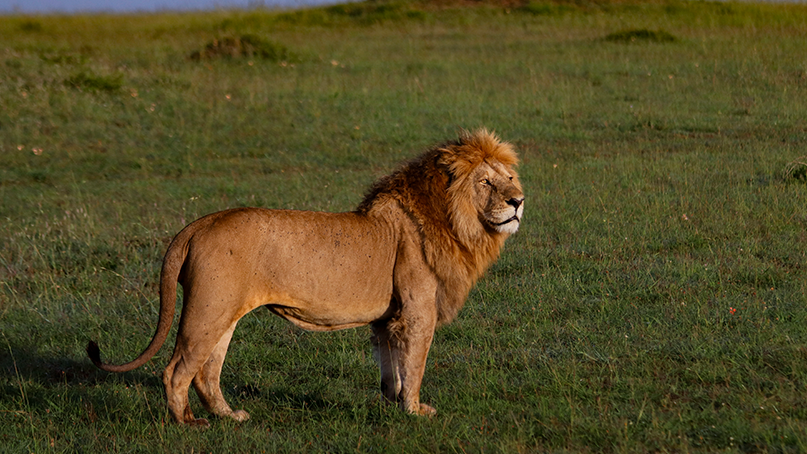Animal-Lion